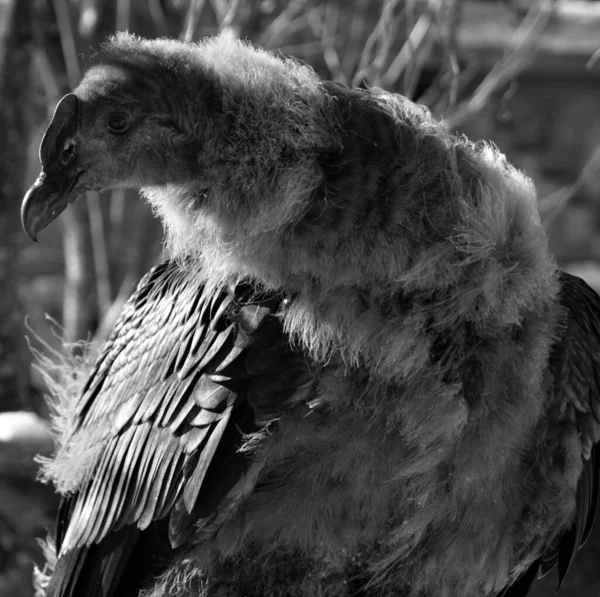 Condor Andino Vultur Gryphus Pássaro Sul Americano Família Abutres Novo — Fotografia de Stock