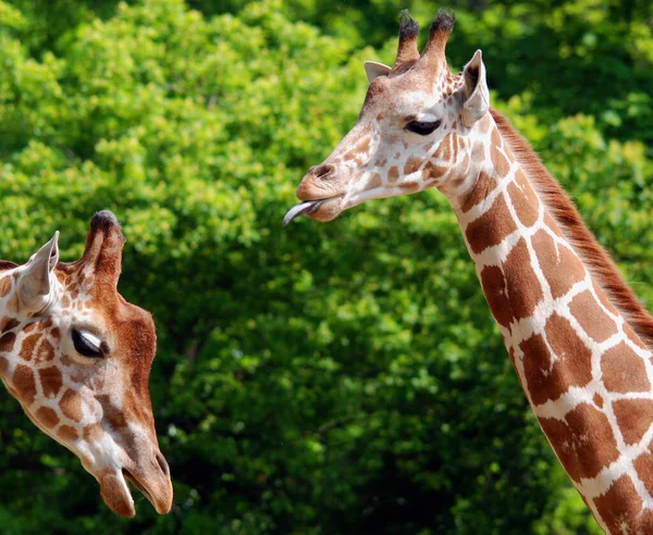 Giraffe Giraffa Camelopardalis Een Afrikaans Zoogdier Met Gelijke Tenen Het — Stockfoto