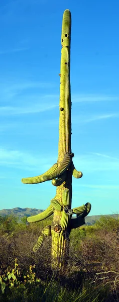 Saguaro National Park United States National Park Pima County Tucson — Stock Photo, Image