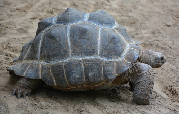 Aldabra Obrovská Želva Aldabrachelys Gigantea Ostrovů Aldabra Atoll Seychelách Jedním — Stock fotografie