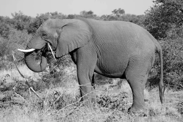 Safari Vida Silvestre Elefante Parque Nacional Kruger Principal Destino Turístico —  Fotos de Stock