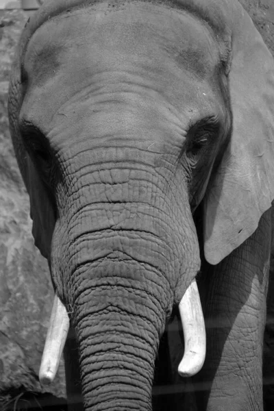 Close Elephants Large Mammals Family Elephantidae Order Proboscidea Two Species — Stock Photo, Image
