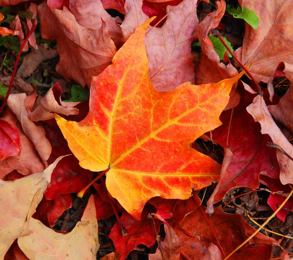 Gefallene Blätter Des Herbst Ahorns — Stockfoto