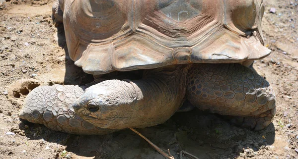 The Aldabra giant tortoise (Aldabrachelys gigantea), from the islands of the Aldabra Atoll in the Seychelles, is one of the largest tortoises in the world