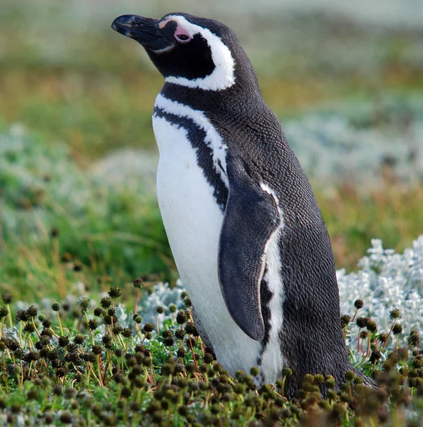 Magellan Penguins Порядка Sphenisciformes Семейство Spheniscidae Группа Водных Бесполетных Птиц — стоковое фото
