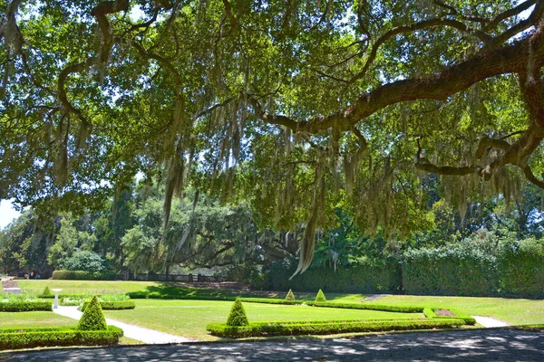 Trees Spanish Moss Tillandsia Usneoides Epiphytic Flowering Plant Often Grows — Stock Photo, Image