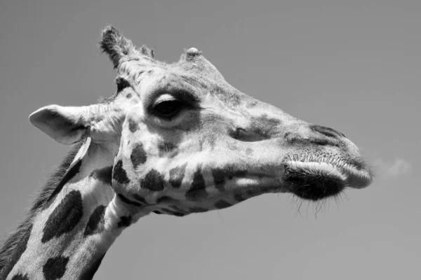 giraffe head portrait, black and white