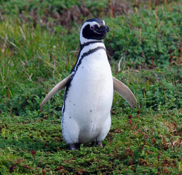 Magellan Penguins Řád Sphenisciformes Čeledi Spheniscidae Jsou Skupina Vodních Ptáků — Stock fotografie