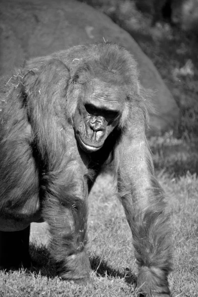 Gorilas São Maiores Espécies Primatas Existentes São Macacos Terrestres Predominantemente — Fotografia de Stock