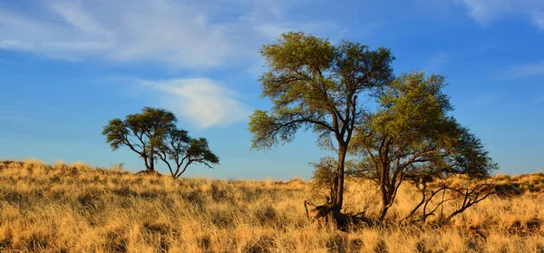 Pastagem Seca Savana Africano Com Arbustos Uma Árvore Morta Conceito — Fotografia de Stock