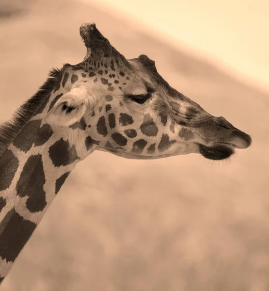 Жираф Giraffa Camelopardalis Африканский Чешуйчатый Маммал Самый Высокий Сохранившихся Видов — стоковое фото