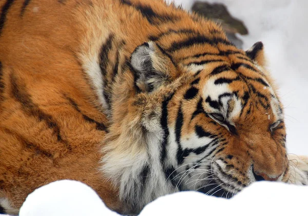 Tiger close up: The tiger (Panthera tigris) is the largest cat species. It is the third largest land carnivore (behind only the polar bear and the brown bear).