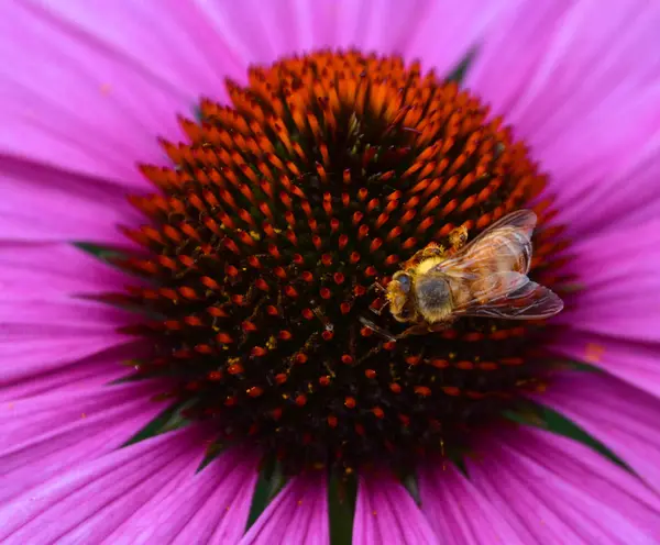 Echinacea Género Plantas Herbáceas Perteneciente Familia Las Asteráceas Género Echinacea —  Fotos de Stock