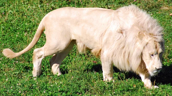 Leone Bianco Una Rara Mutazione Colore Del Leone Fino 2009 — Foto Stock