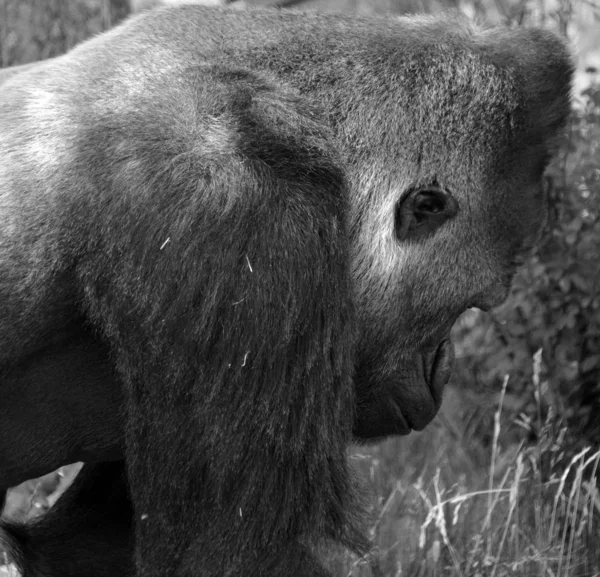 Gorilas Traseiros Prateados São Macacos Terrestres Predominantemente Herbívoros Que Habitam — Fotografia de Stock