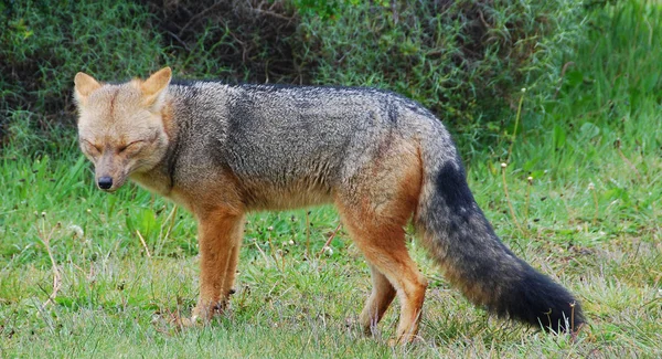 Culpeo 又名Lycalopex Culpaeus 有时也被称为安第斯狐狸 Culpeo Zorro 是南美洲的一种野狗 Torres Del Paine — 图库照片