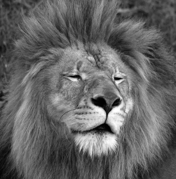 Manligt Lejon Mycket Distinkt Det Manliga Lejonet Lätt Att Känna — Stockfoto