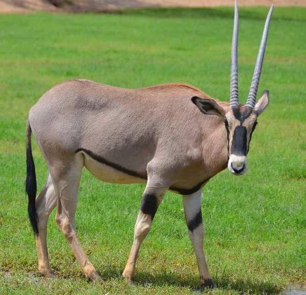 Oryx África Oriental Oryx Beisa Também Conhecido Como Beisa Uma — Fotografia de Stock