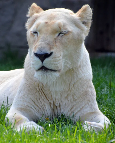 Белый Лев Редкая Цветовая Мутация Льва — стоковое фото