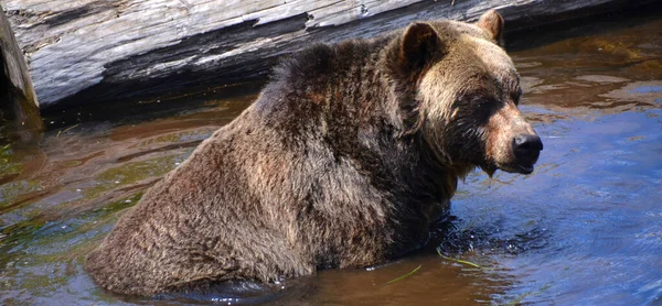 Der Grizzlybär Der Auch Als Silberbär Grizzly Oder Nordamerikanischer Braunbär — Stockfoto