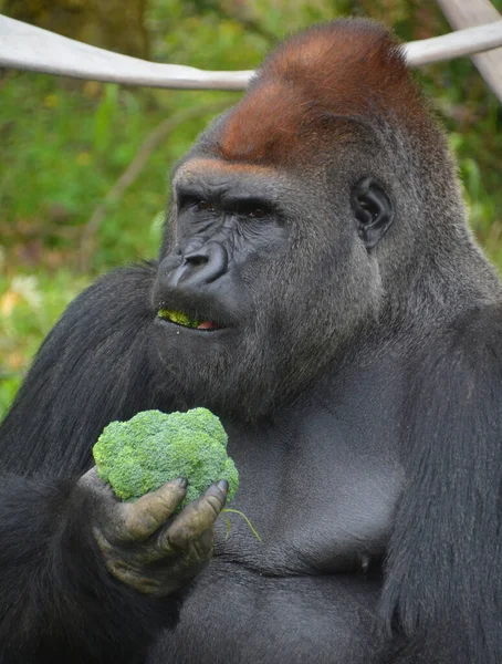 Gorillas Ground Dwelling Predominantly Herbivorous Apes Inhabit Forests Central Africa — Stock Photo, Image