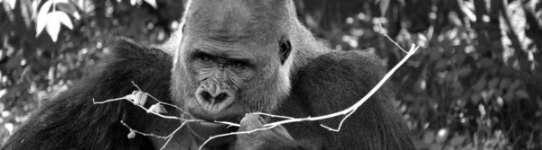 Les Gorilles Dos Argenté Vivent Sol Sont Surtout Des Singes — Photo