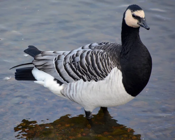 Χήνα Του Στρειδιού Branta Leucopsis Ανήκει Στο Γένος Branta Των — Φωτογραφία Αρχείου