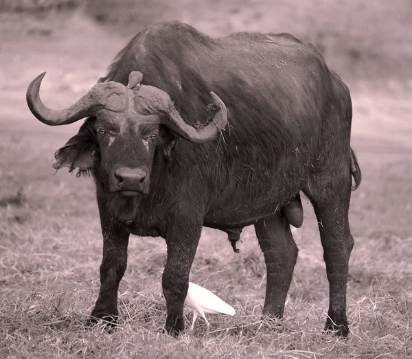 Ptáci Čištění Buffalo Národním Parku Zambezi Národní Park Nachází Proti — Stock fotografie