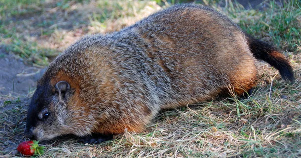 Quebec Marmot Rather Larger Rabbit Its Ears Short Its Whole — Stock Photo, Image