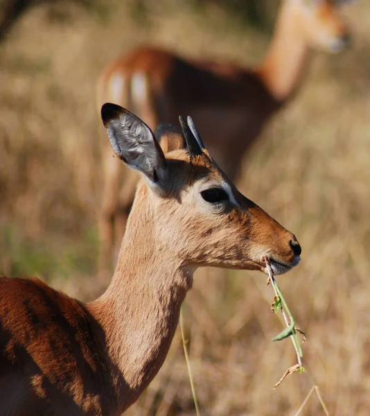 Hluhluwe Imfolozi Park South Africa Impala Aepyceros Melampus 아프리카 동부와 — 스톡 사진