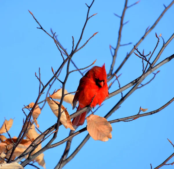 Cardinals Family Cardinalidae Passerine Birds Found North South America Also — Stock Photo, Image