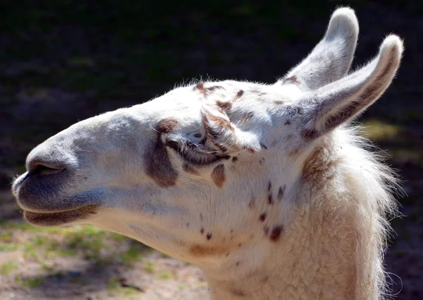 Lama Lama Glama Sydamerikansk Kamelid Som Ofta Används Som Kött — Stockfoto