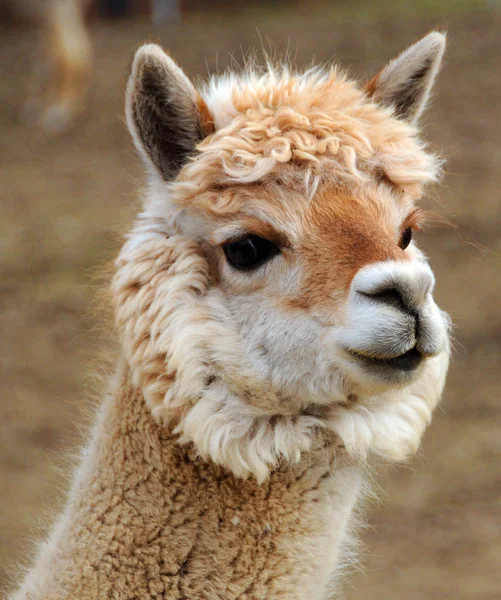 Alpaca Een Gedomesticeerde Soort Van Zuid Amerikaanse Kamelensoort Het Lijkt — Stockfoto