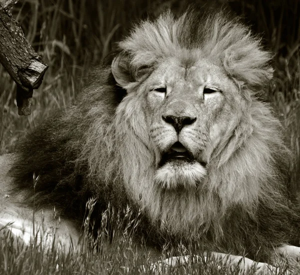 Αρσενικό Λιοντάρι Ιδιαίτερα Διακριτικό Αρσενικό Λιοντάρι Αναγνωρίζεται Εύκολα Από Χαίτη — Φωτογραφία Αρχείου