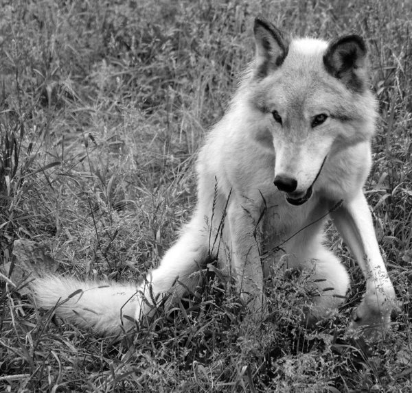Lobo Gris Lobo Gris Canis Lupus También Madera Lobo Occidental —  Fotos de Stock