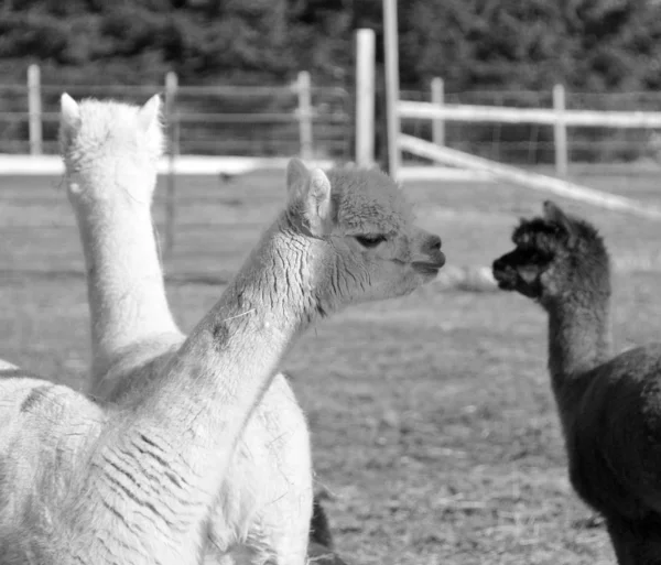 Alpaca Jest Udomowionym Gatunkiem Wielbłąda Ameryki Południowej Pod Względem Wyglądu — Zdjęcie stockowe