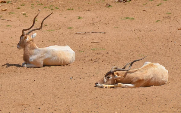 Addax Addax Nasomaculatus Επίσης Γνωστή Λευκή Αντιλόπη Και Screwhorn Αντιλόπη — Φωτογραφία Αρχείου