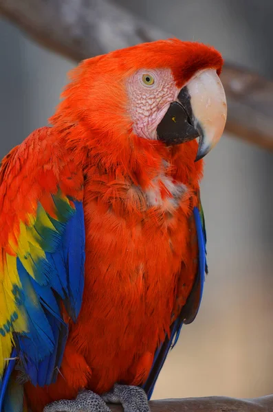 Skarlát Arapagáj Egy Nagy Piros Sárga Kék Dél Amerikai Papagáj — Stock Fotó