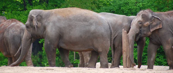 Der Asiatische Elefant Elephas Maximus Ist Die Einzige Lebende Art — Stockfoto