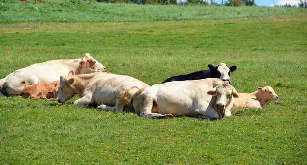 Bovinos Limousin São Uma Raça Bovinos Corte Altamente Musculados Originários — Fotografia de Stock