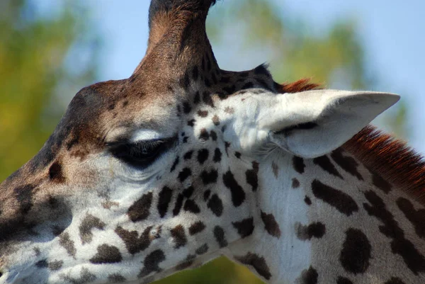 Żyrafa Bliska Giraffa Camelopardalis Jest Afrykańskim Ssakiem Kopytnym Równymi Palcami — Zdjęcie stockowe