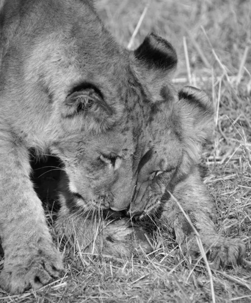 Lion Cub One Four Big Cats Genus Panthera Member Family — Stock Photo, Image