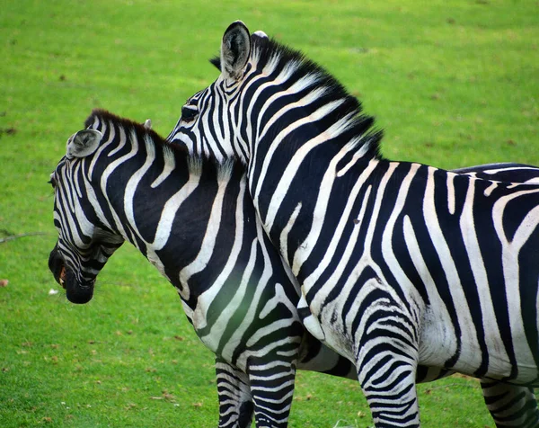 Zebras 是非洲的几种马科动物 它们因其独特的黑白相间的条纹而结合在一起 — 图库照片