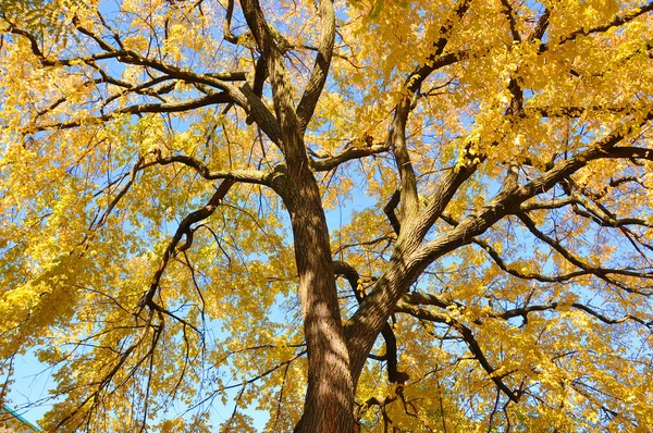 Дерево Каштанового Кольору Жовте — стокове фото