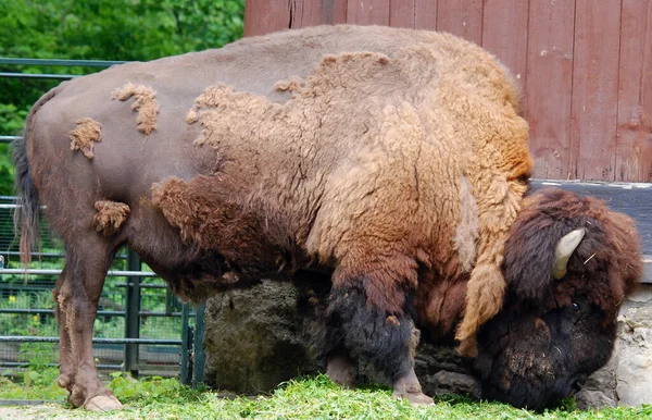 American bison or simply bison, also  known as the American buffalo or simply buffalo, is a North American species of bison that once roamed the grasslands of North America in vast herds