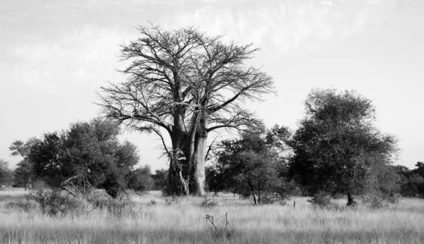 Prachtig Afrikaans Savanne Landschap — Stockfoto