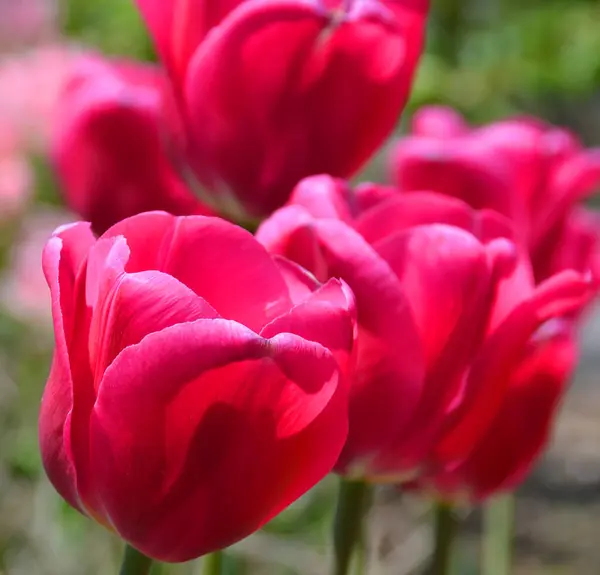 Tulpen Sind Eine Mehrjährige Zwiebelpflanze Mit Auffälligen Blüten Der Gattung — Stockfoto