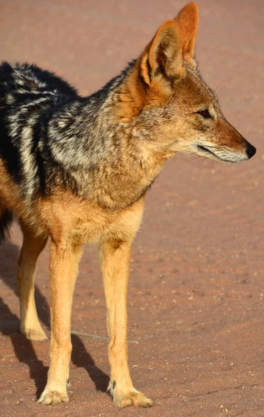 Wilde Vos Namibië Woestijn — Stockfoto