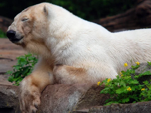 Urso Polar Ursus Maritimus Urso Nativo Grande Parte Dentro Círculo — Fotografia de Stock