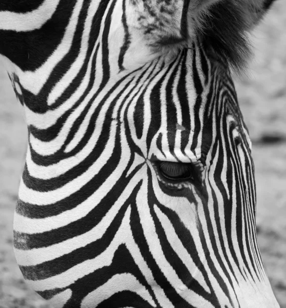 Zebra Grevy Ego Equus Grevyi Znana Również Jako Cesarska Zebra — Zdjęcie stockowe